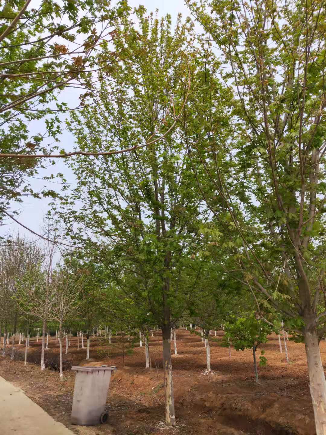 揭秘：上海美國紅楓 上海美國紅楓種植基地-邳州市銀杏森林苗圃場總部