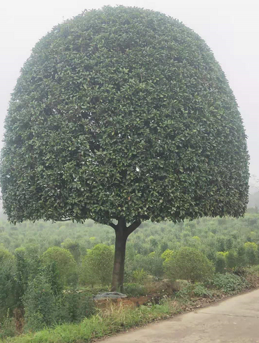 桂花哪家好 厂家直销图片