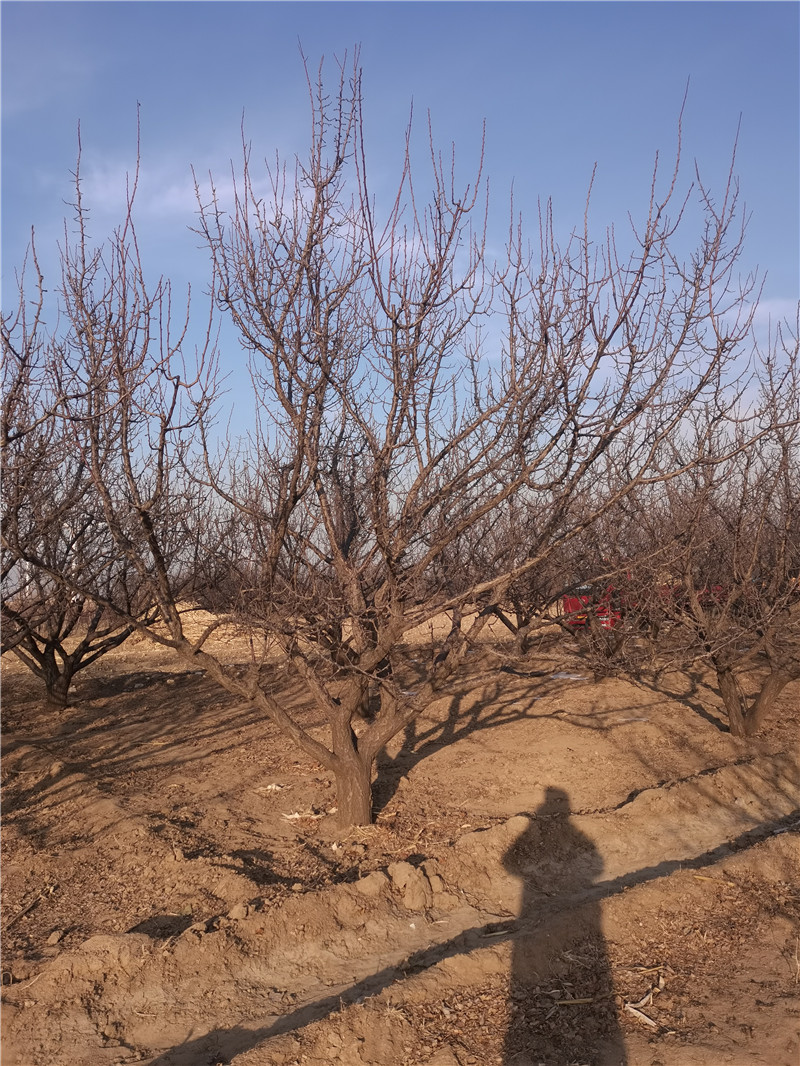 浙江山杏树厂家出售-价格-种植基地-多少钱【怀来县强宇八棱海棠苗木基地】图片