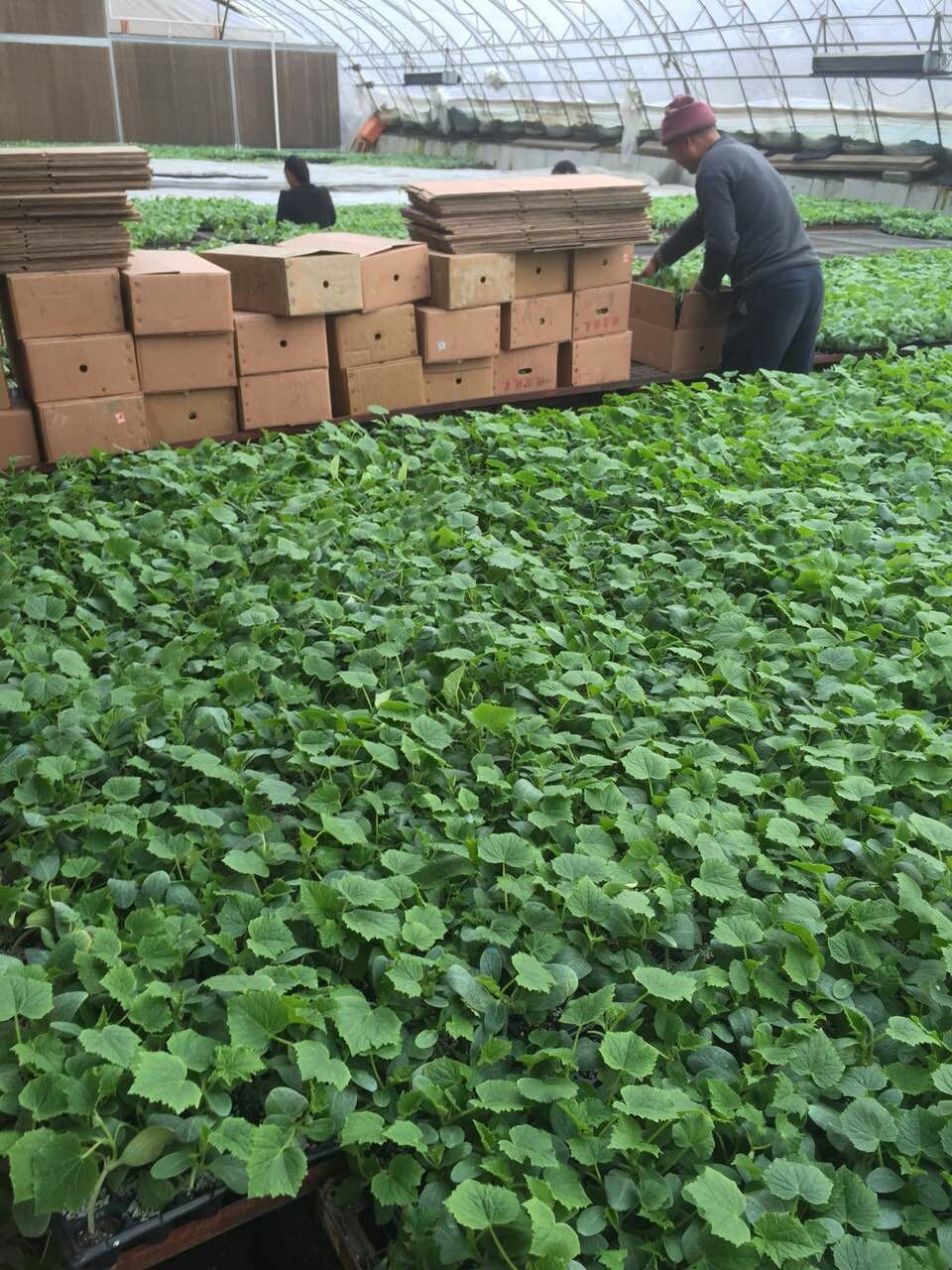 黃瓜種苗 山東嫁接大黃瓜苗價格 強雌黃瓜苗品種 高抗病毒耐寒早春品種
