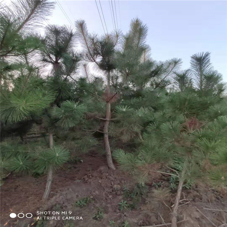 0-100公分黑松圖片