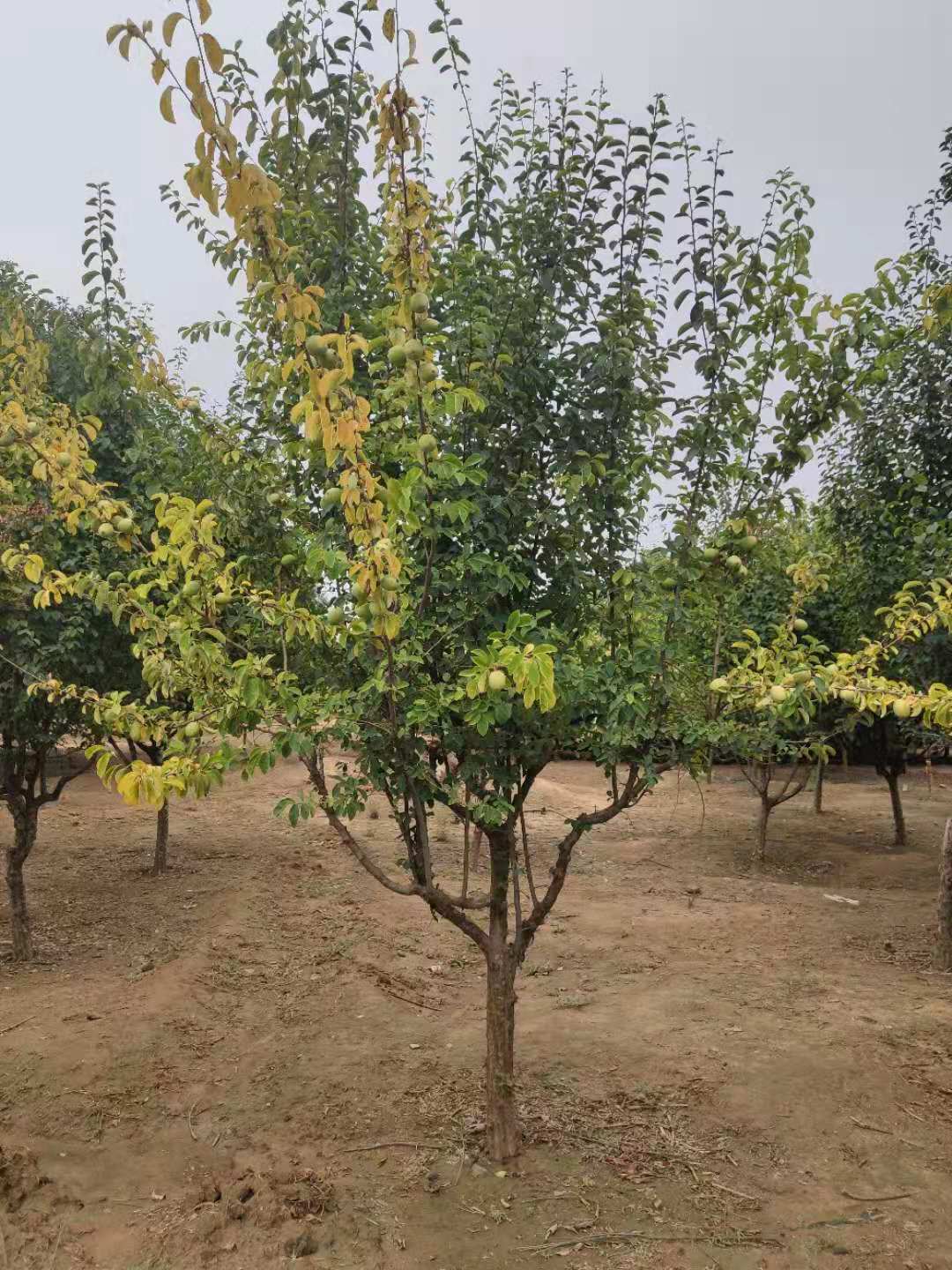 0-50公分@木瓜海棠圖片/0-50公分@木瓜海棠樣板圖 (3)