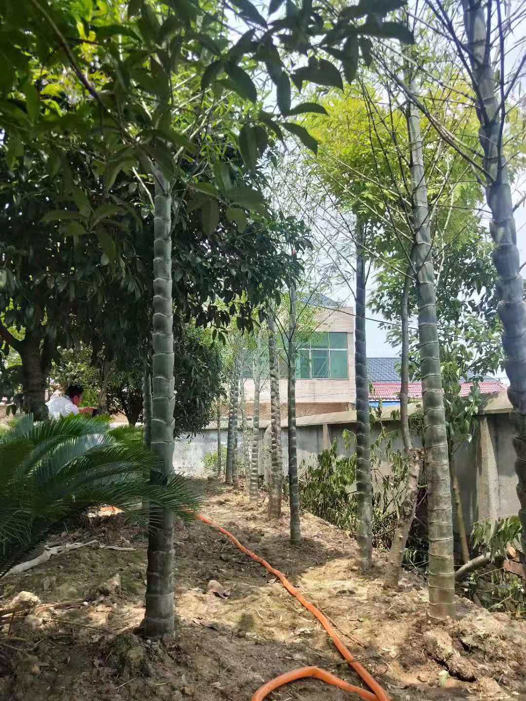 元寶竹圖片/元寶竹樣板圖 (2)