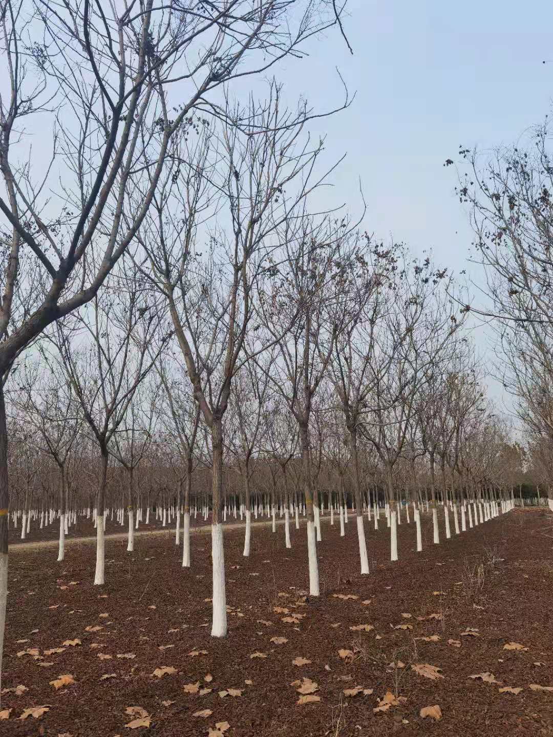 北欒批發(fā)  北欒大量銷(xiāo)售