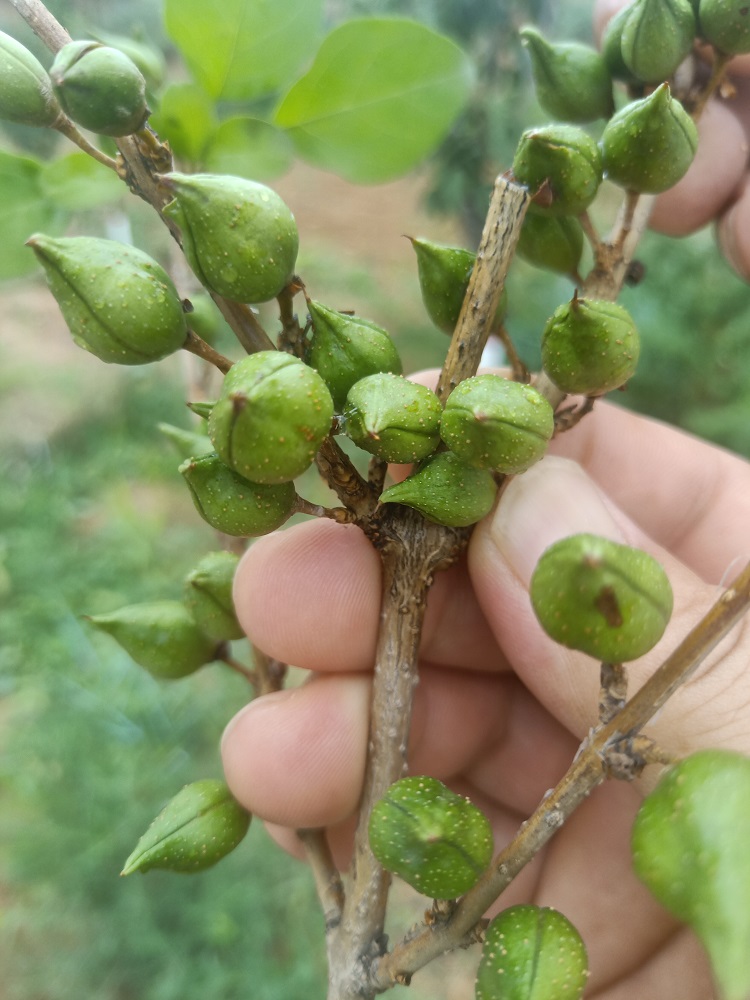 高产药用连翘苗基地-两年药用连翘图片