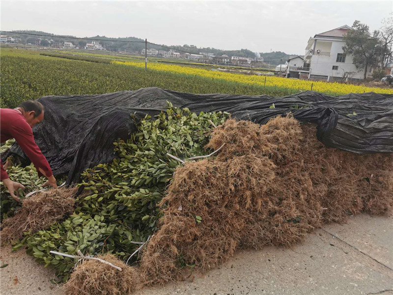 四川二年生裸根茶苗图片