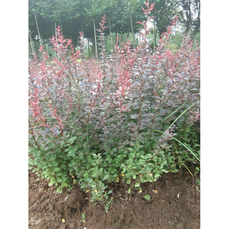 紫葉小檗哪里有  紫葉小檗廠家  紫葉小檗價格