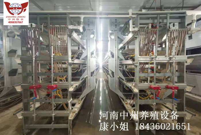 自動化雞籠設(shè)備圖片