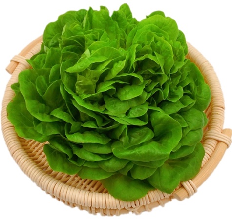 奶油綠生菜波士頓新鮮果蔬綠色蔬菜