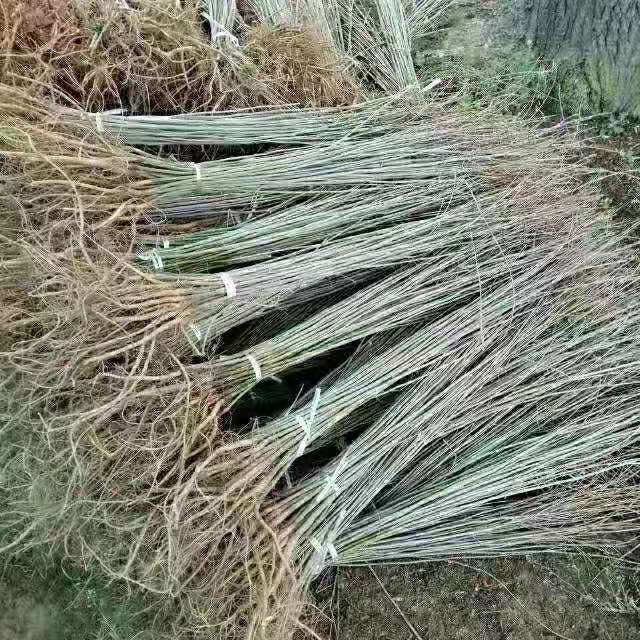 紫樹槐 紫樹槐直銷