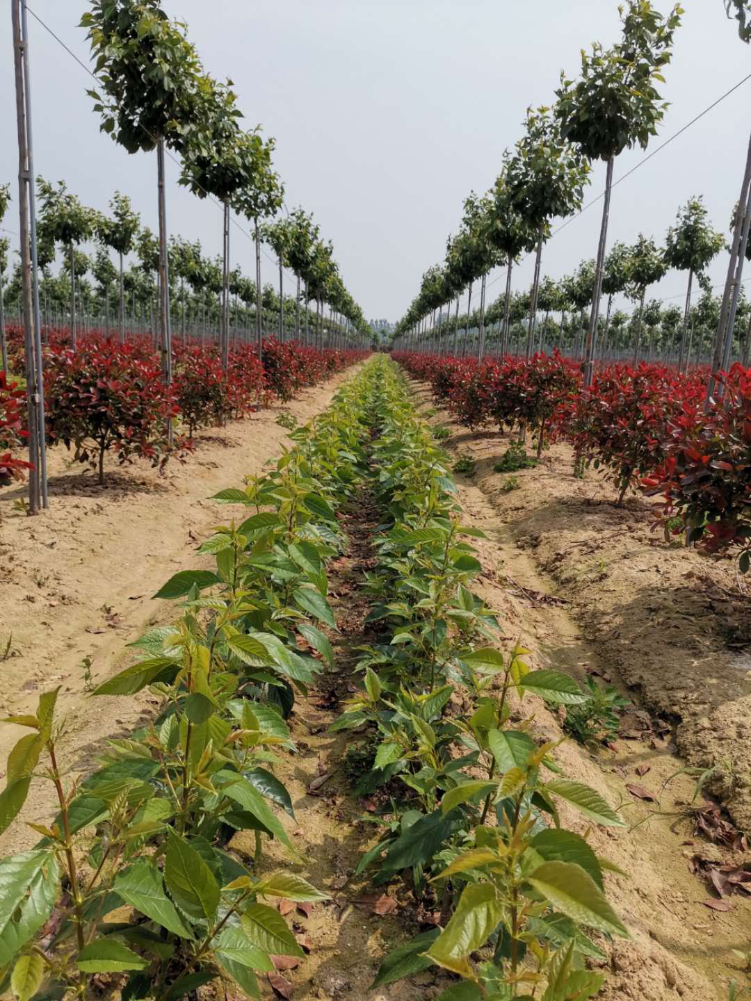 高端櫻花圖片/高端櫻花樣板圖 (3)