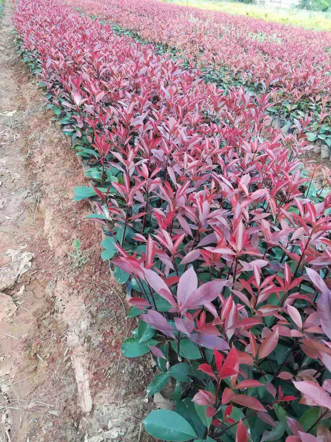 紅葉石楠小苗圖片/紅葉石楠小苗樣板圖 (2)