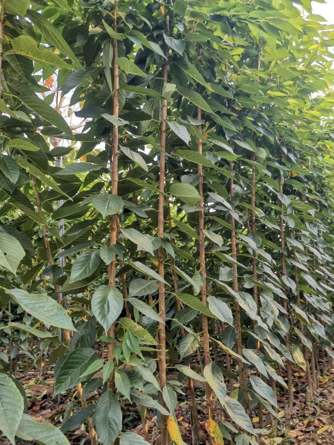 山東青島大型高端櫻花種植基地批發(fā)價格、高端櫻花哪家好