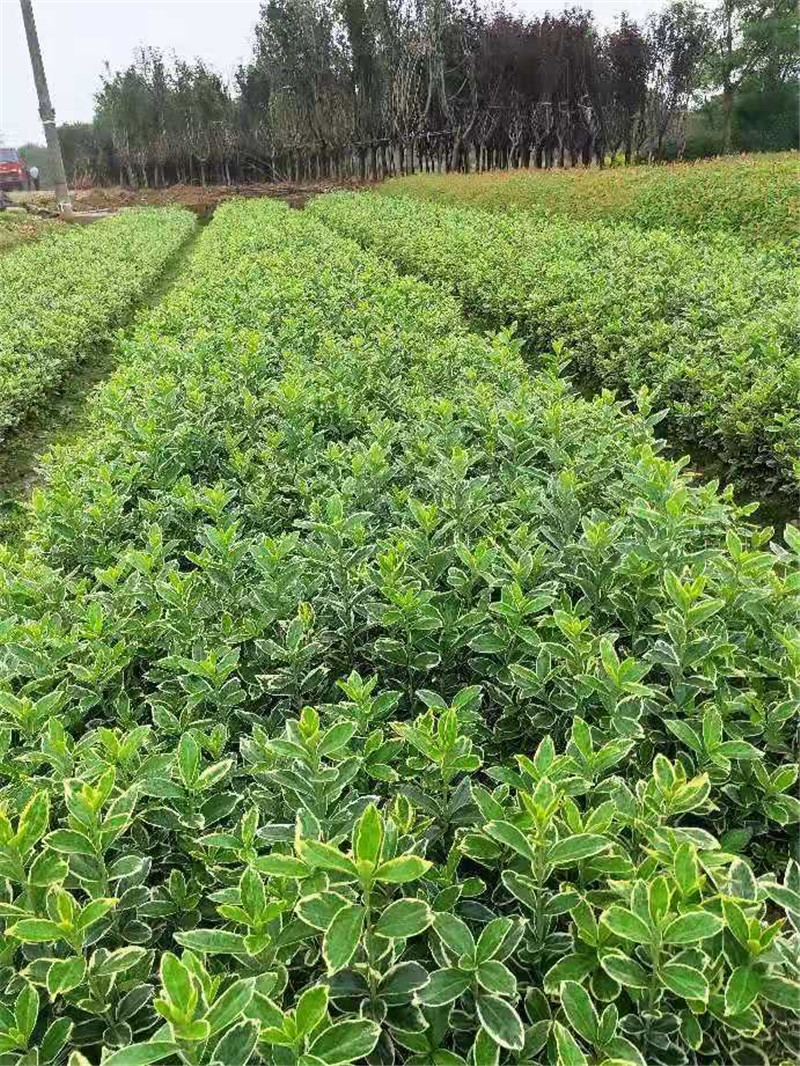 金邊黃楊圖片/金邊黃楊樣板圖 (4)