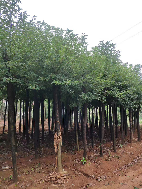 香樟树苗湖南香樟树苗批发基地_移植香樟种植基地销售