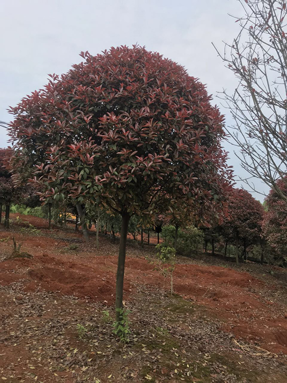 紅葉石楠圖片/紅葉石楠樣板圖 (1)