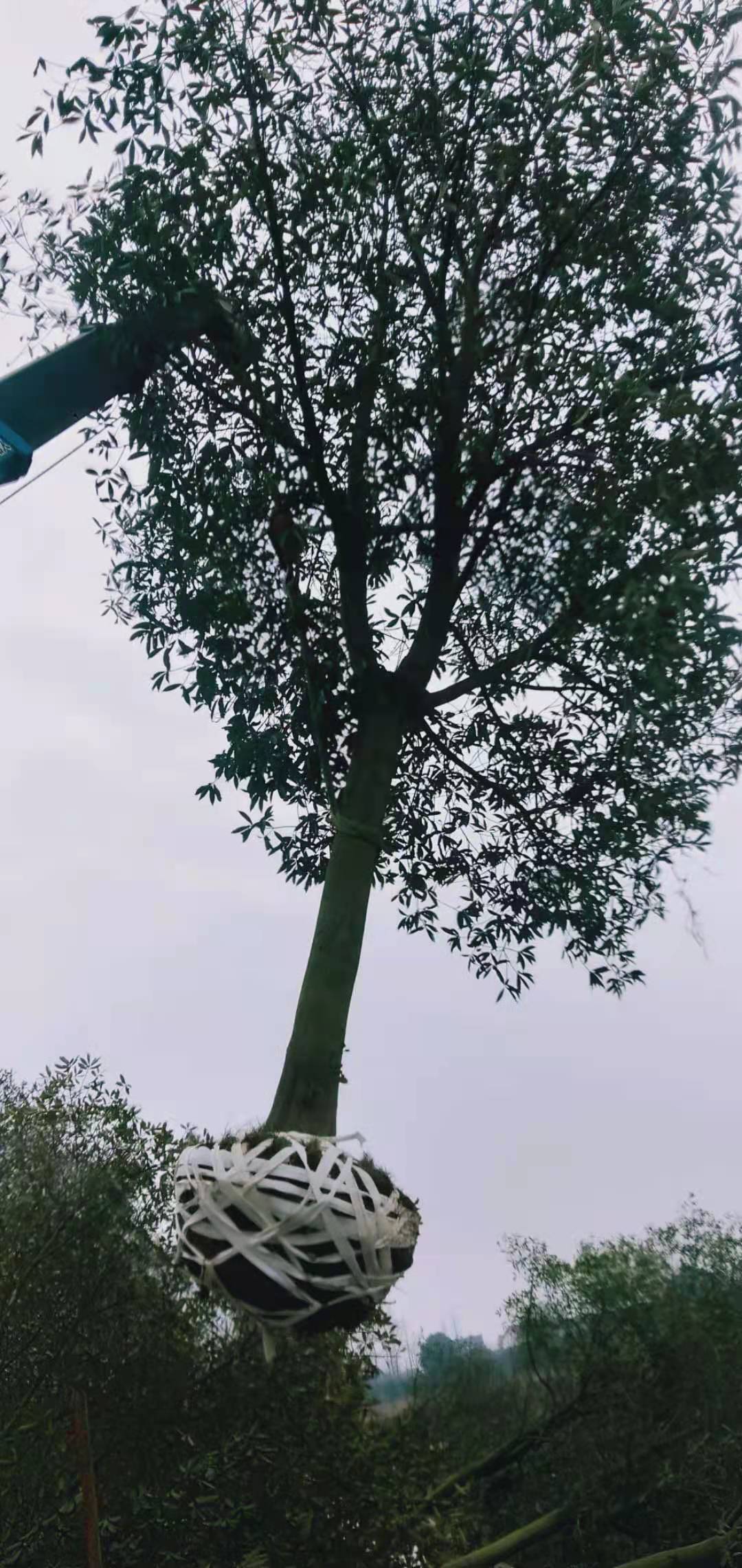 金品全冠杜英圖片/金品全冠杜英樣板圖 (2)