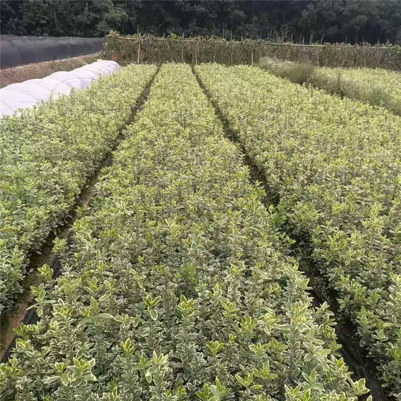 金邊黃楊圖片/金邊黃楊樣板圖 (1)