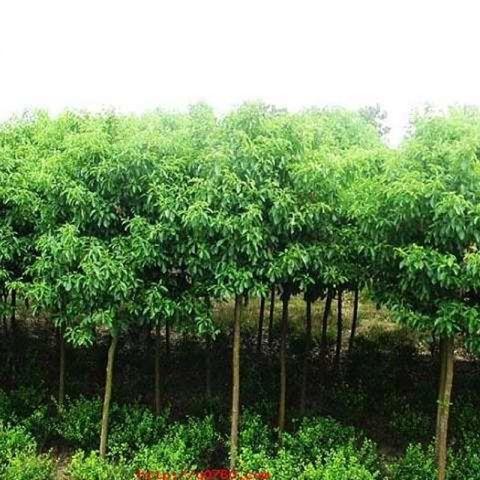香樟圖片/香樟樣板圖 (3)
