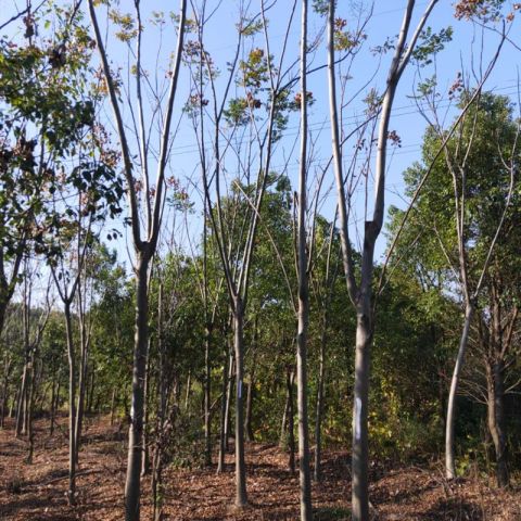 基地直销 栾树 栾树小苗 栾树批发价格图片