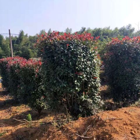 紅葉石楠圖片/紅葉石楠樣板圖 (3)