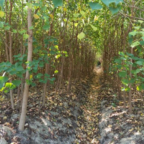 基地直銷 烏桕 烏桕樹批發(fā)價格