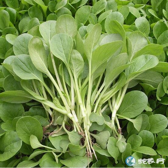 廣州宏鴻勺菜圖片