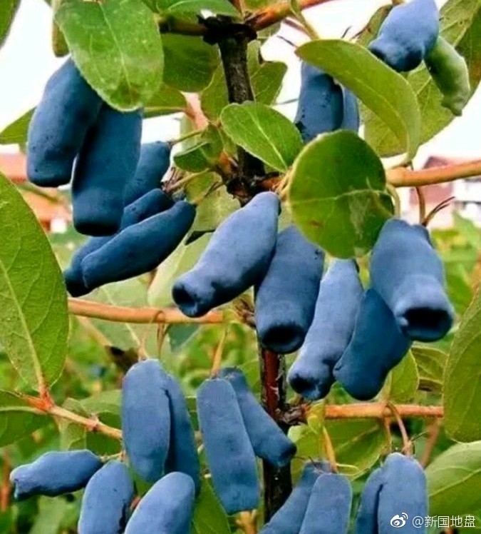 蓝靛果苗 蓝茜苗 蓝靛果忍冬苗 山茄子苗 耐寒果树苗