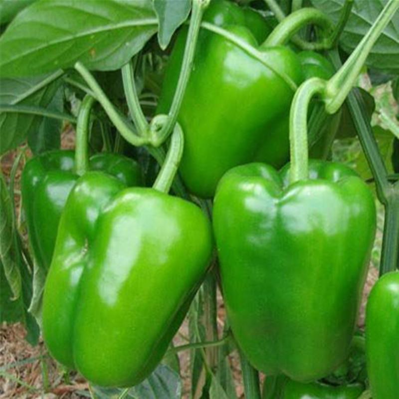 辣椒苗圖片/辣椒苗樣板圖 (4)