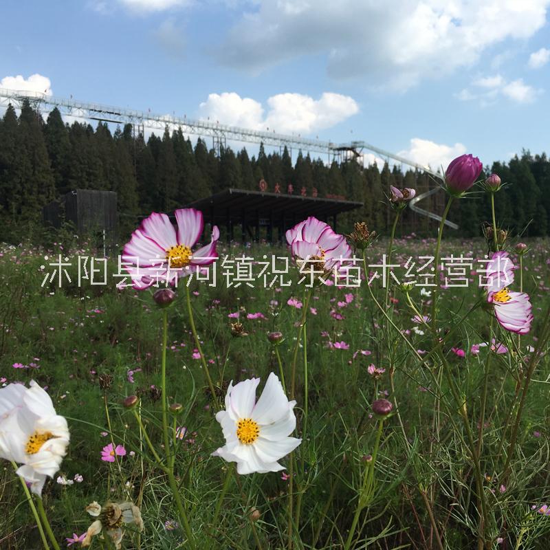 波斯菊圖片/波斯菊樣板圖 (1)