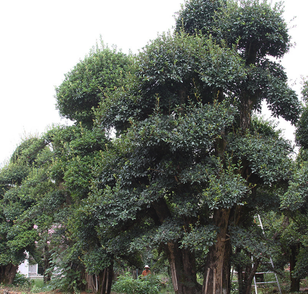 椤木石楠造型桩椤木石楠造型桩 椤木石楠造型桩供应 椤木石楠造型桩价格 椤木石楠造型桩直销 椤木石楠造型桩厂家