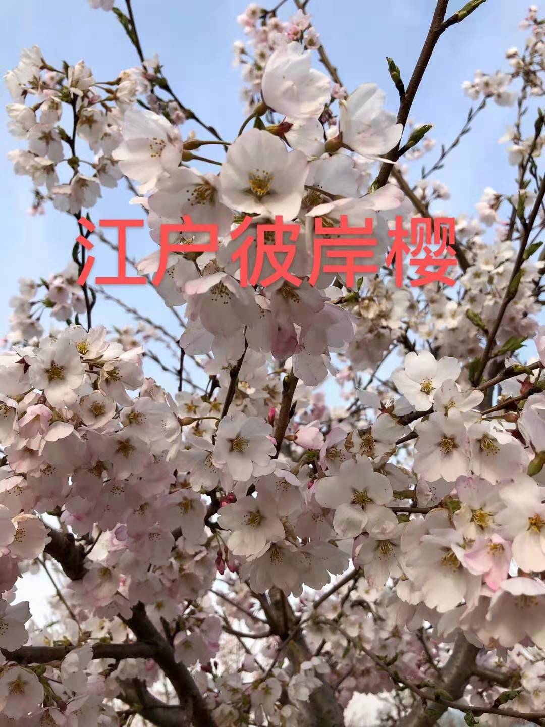 彼岸圖片/彼岸樣板圖 (4)