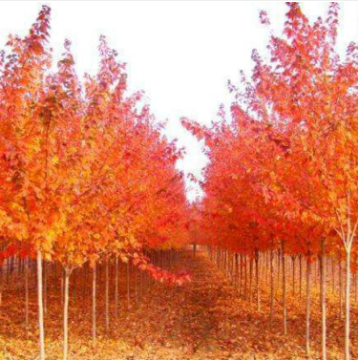 紅楓 紅楓供應(yīng) 美國紅楓 紅楓行道樹 紅楓價格 紅楓直銷 紅楓種植