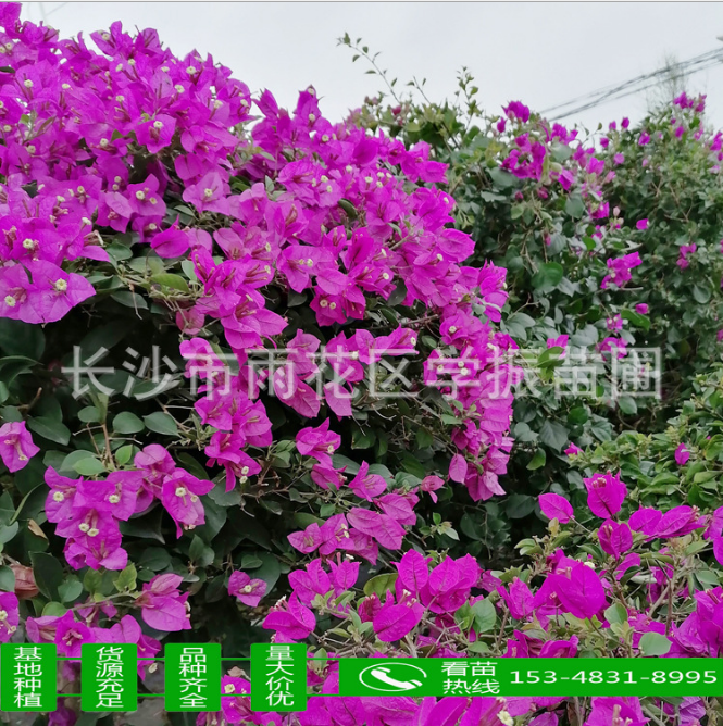 三角梅盆栽 三角梅盆栽供應(yīng) 三角梅盆栽廠家 三角梅盆栽種植 三角梅盆栽供應(yīng) 三角梅盆栽哪里有