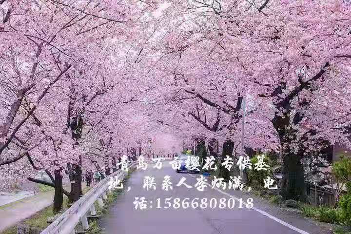 青岛万亩樱花基地