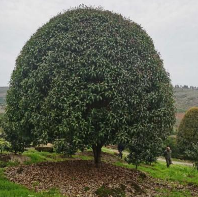 桂花樹(shù)圖片/桂花樹(shù)樣板圖 (2)