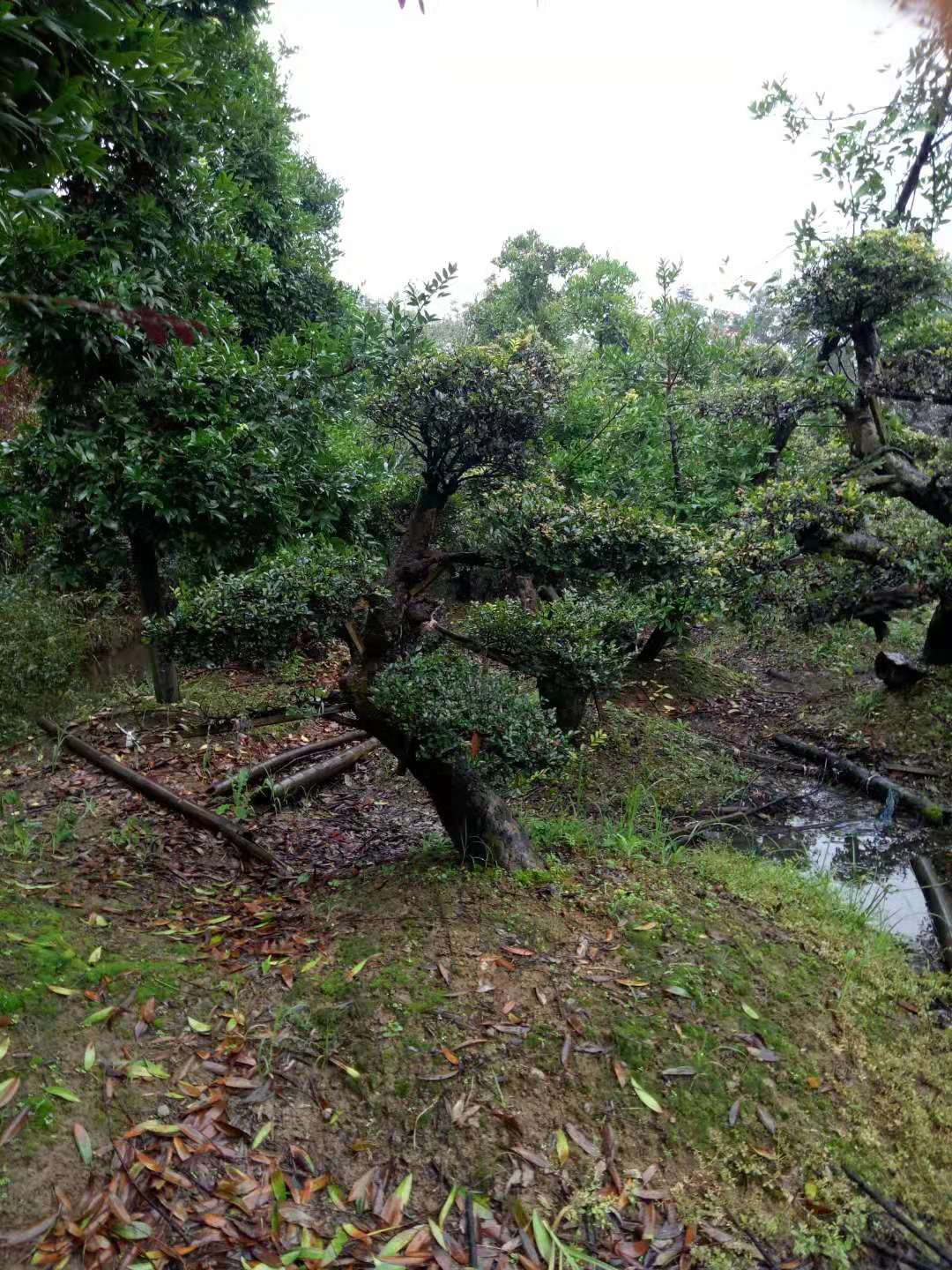 羅漢松圖片/羅漢松樣板圖 (2)