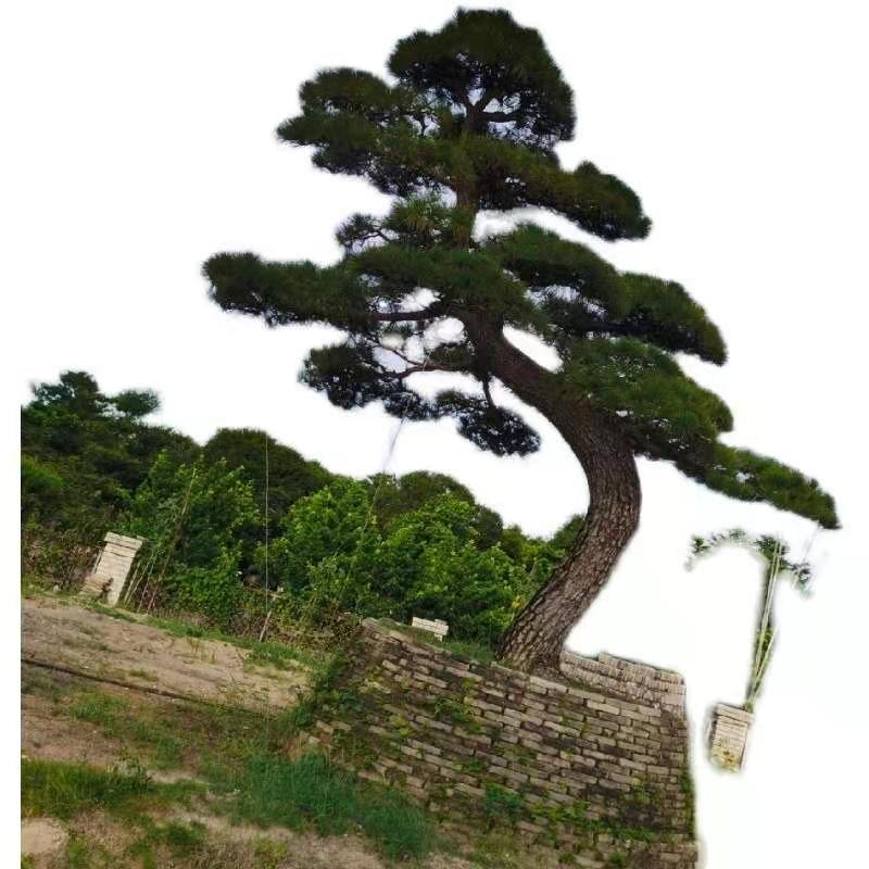 羅漢松圖片/羅漢松樣板圖 (4)