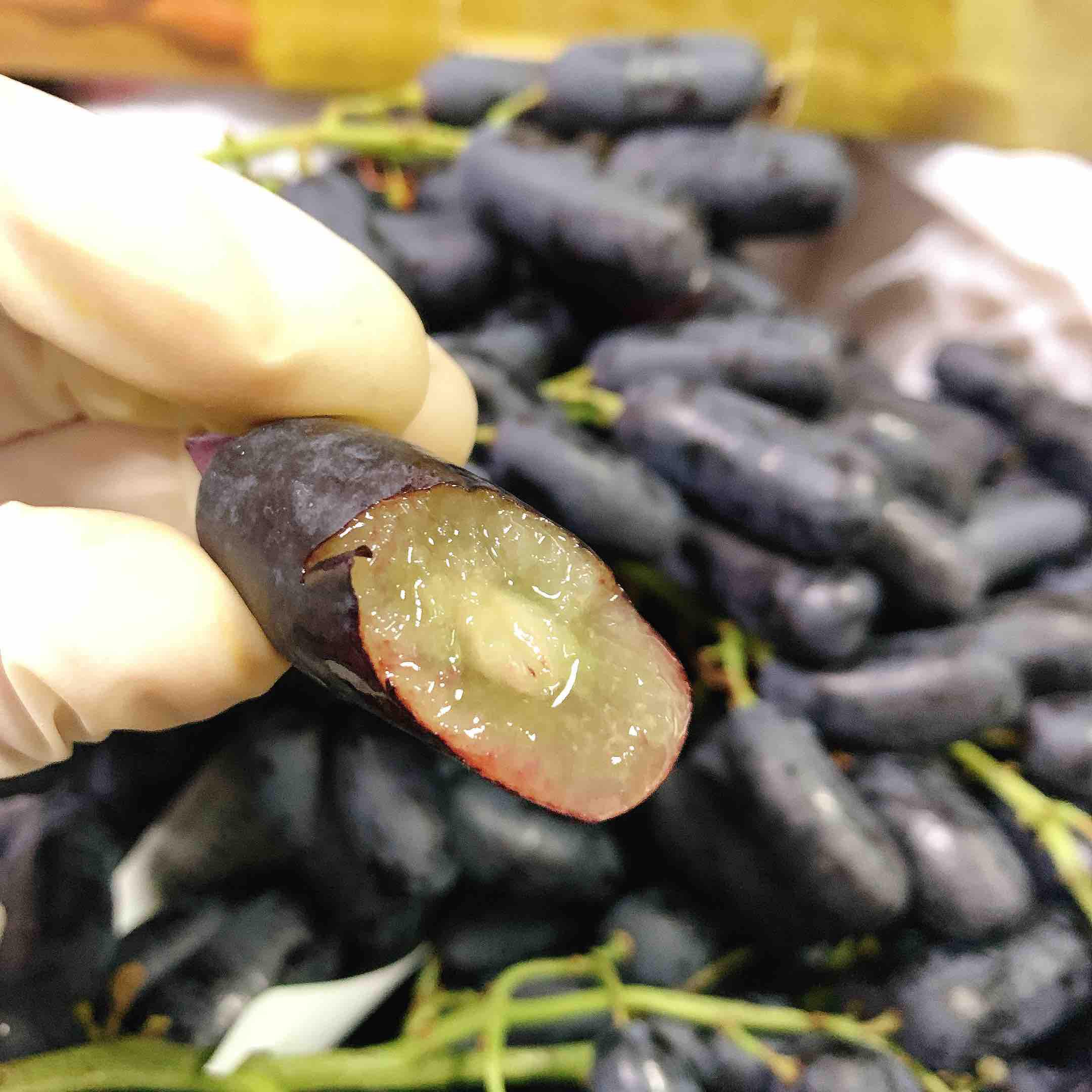 廣東藍寶石葡萄基地圖片/廣東藍寶石葡萄基地樣板圖 (3)