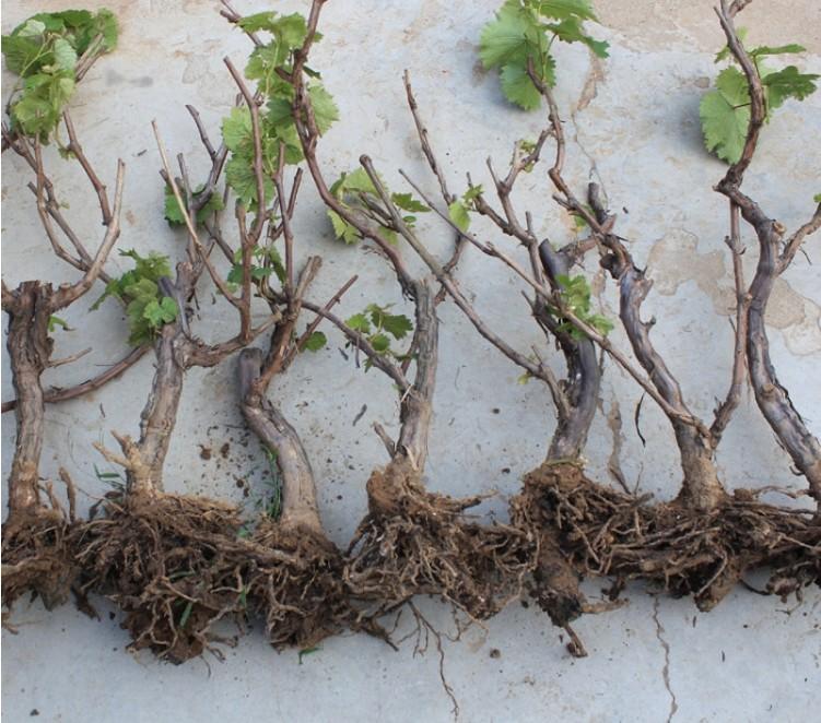 廣東藍寶石葡萄基地圖片/廣東藍寶石葡萄基地樣板圖 (4)