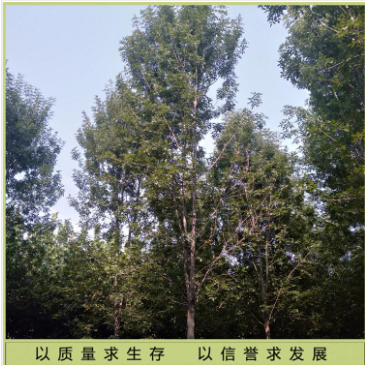 8公分白蠟圖片/8公分白蠟樣板圖 (2)