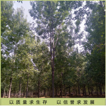 白蠟景觀樹圖片/白蠟景觀樹樣板圖 (4)