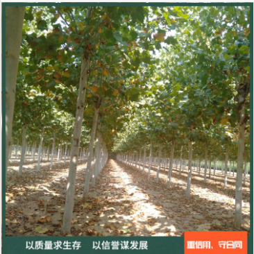 法桐樹苗圖片/法桐樹苗樣板圖 (4)