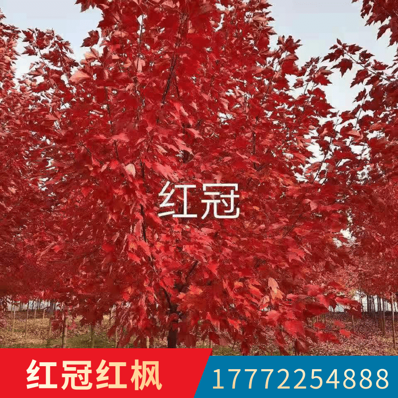 紅楓苗木圖片/紅楓苗木樣板圖 (4)