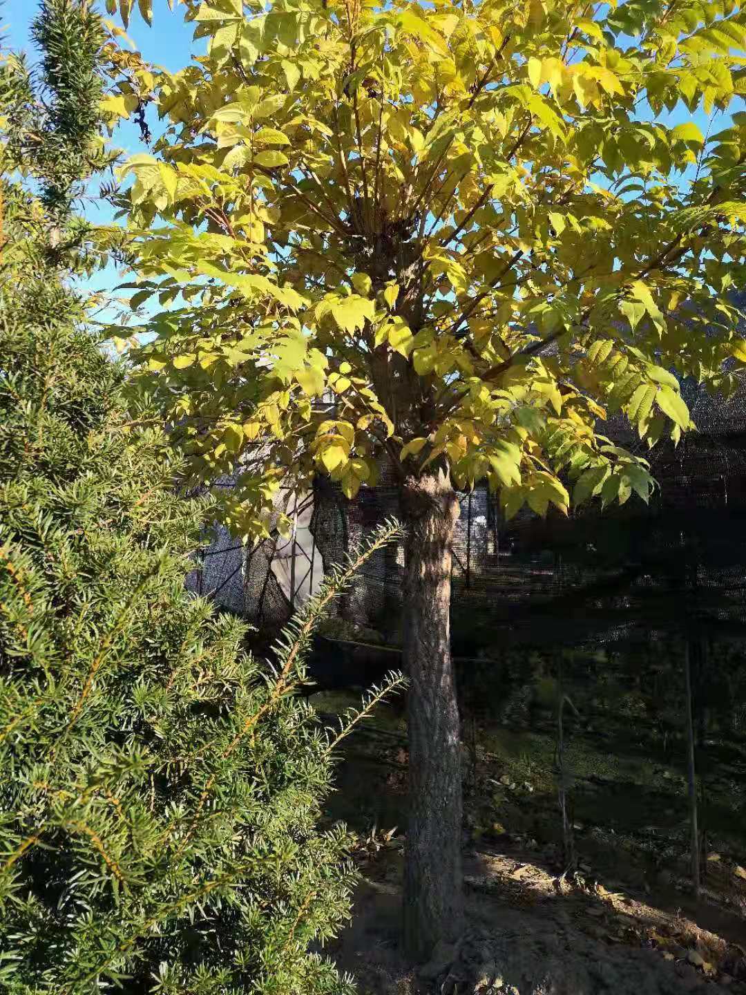 黃菠蘿圖片/黃菠蘿樣板圖 (2)