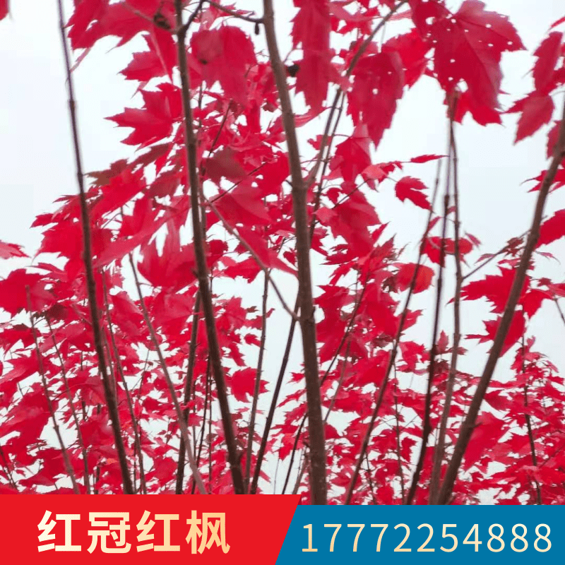 江蘇紅楓苗木直銷,淮安區(qū)紅冠紅楓種植基地