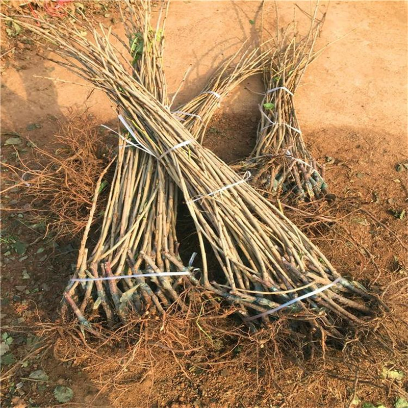 櫻桃苗圖片/櫻桃苗樣板圖 (4)