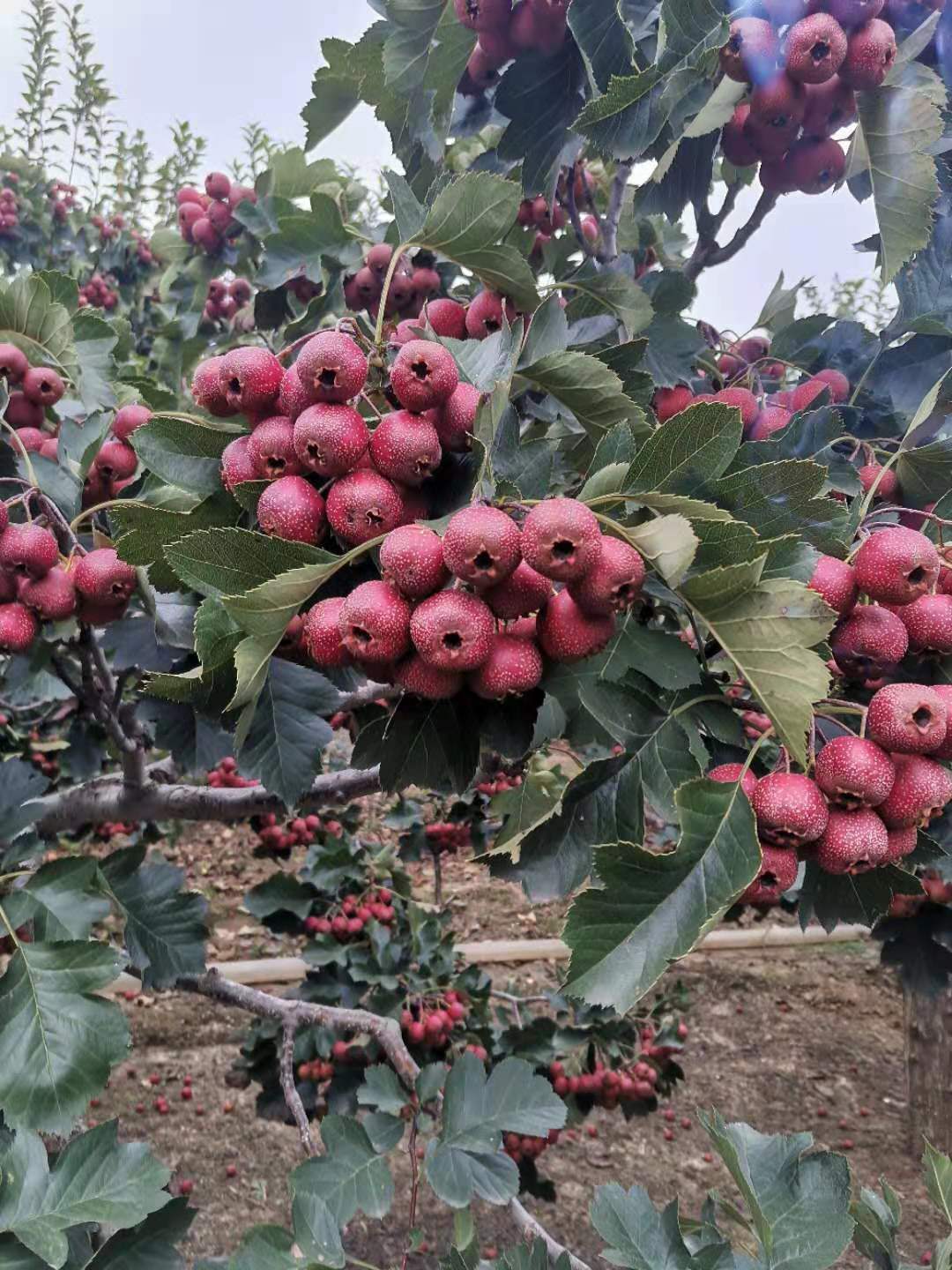 山楂樹苗圖片/山楂樹苗樣板圖 (3)