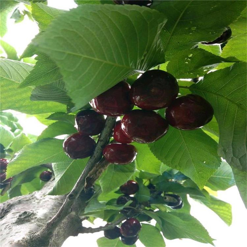 櫻桃苗圖片/櫻桃苗樣板圖 (2)