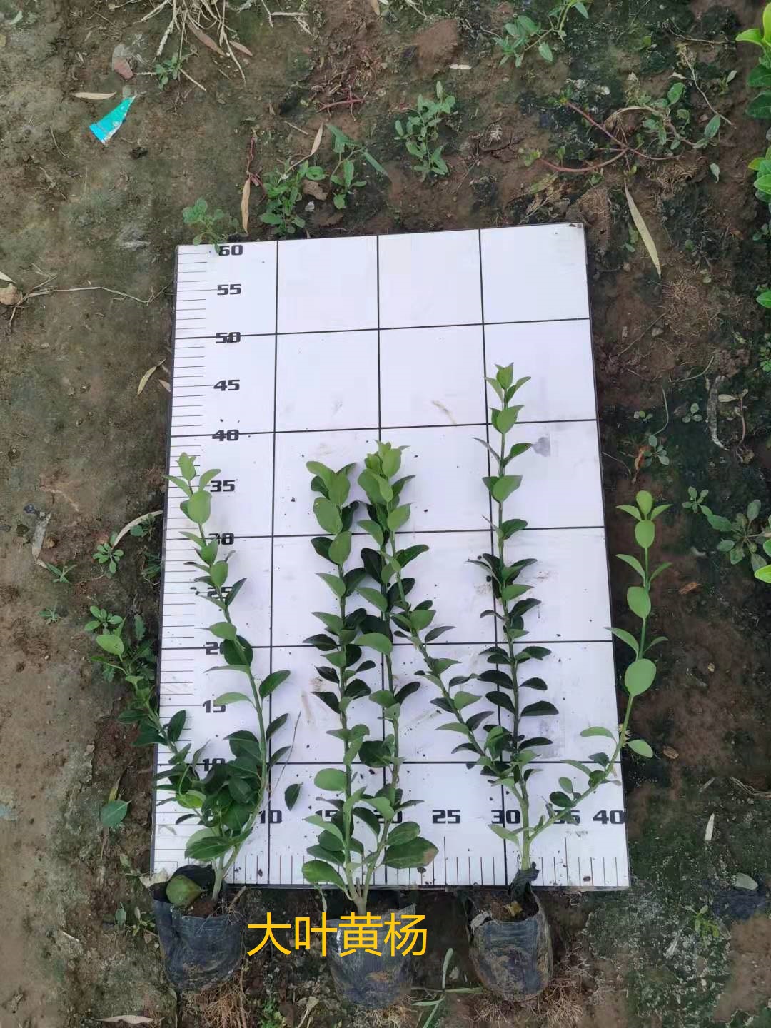 大葉黃楊批發(fā)價(jià)格  大葉黃楊哪家好